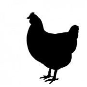 grippe aviaire